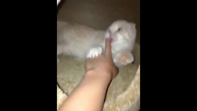 Мой кот хочет отгрызть мне палец смотреть онлайн