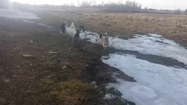 Русские Хохлатые смотреть онлайн