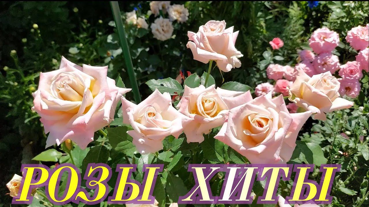 Розы. Хиты в моем саду: роза Крем Карамель, роза Капри, роза Филинг.
