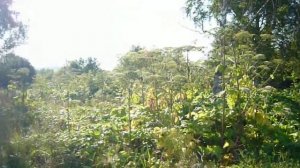 Тверская обл. деревня Березье