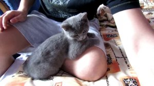 Глажу сонного котенка (Короткошерстный Шотландец) СУПЕР Милое видео! ;)
