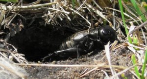 Полевой сверчок. Сверчок копает норку  ( Gryllus campestris )