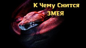 К чему снится ЗМЕЯ или видеть во сне ЗМЕЮ | Толкование снов | Сонник Sk1.online
