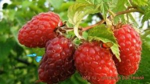 Малина традиционная Гусар (rubus gusar) ? малина Гусар обзор: как сажать саженцы малины Гусар