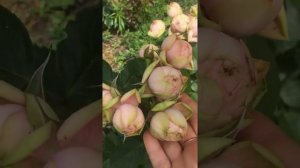 Сорта Пиано и Марун в моем саду !