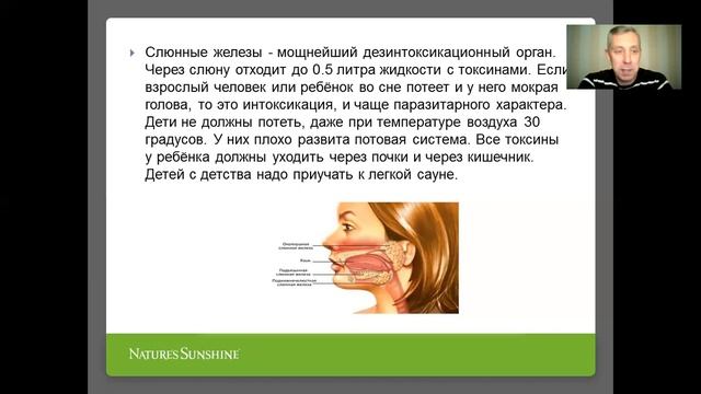 Лимфатическая система. смотреть онлайн