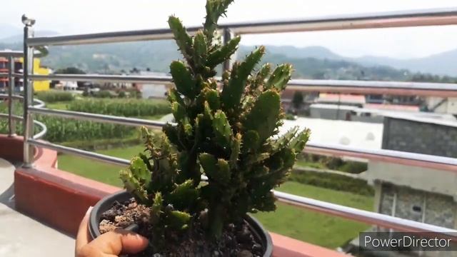 Opuntia monacantha plant care tips смотреть онлайн
