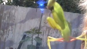 Танец ручного богомола