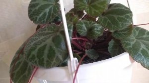 КАМНЕЛОМКА