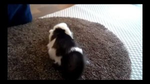 Купили новый ворсистый ковёр, кошка в восторге