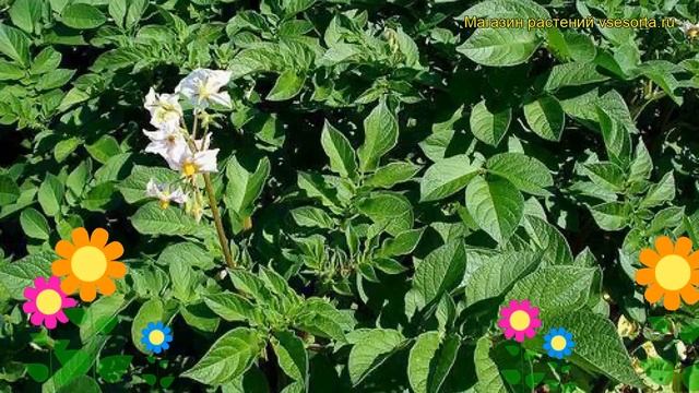 Картофель семенной Гала. Краткий обзор, описание характеристик, где купить картофель Gala смотреть онлайн