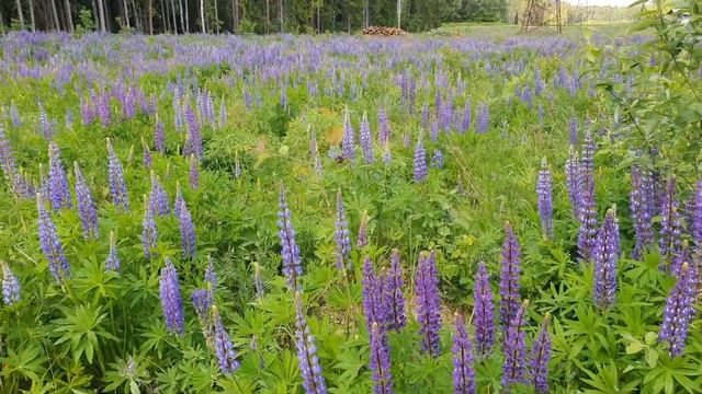 поле люпина смотреть онлайн