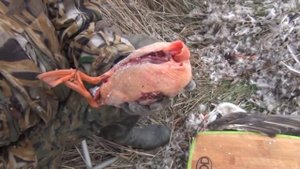 ВИДЕО РЕЦЕПТ ДИКАЯ КРЯКОВАЯ УТКА КОПЧЁНАЯ НА ЩЕПЕ ЧЕРЕШНИ ОХОТА НА КУБАНИ СЮФ КРАСНОДАРСКИЙ