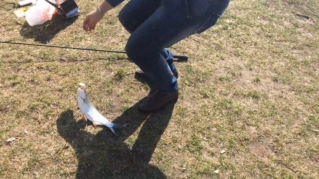 Ловля жереха на спиннинг. Рыбалка в Краснодаре на Солнечном острове | Barrakuda show asp fish
