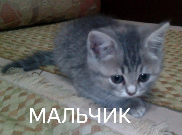 Шотландские Котята🐈👶