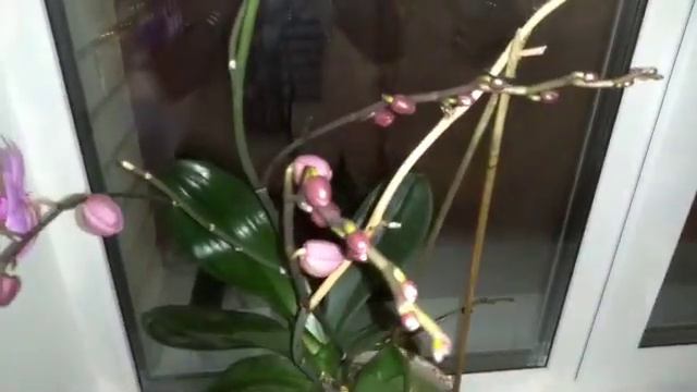 орхидея в земле продолжение смотреть онлайн