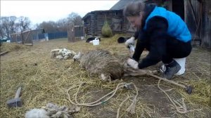 Стрижка овцы ножницами