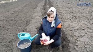 Как правильно посадить свеклу Посев посадка свеклы Как вырастить свеклу