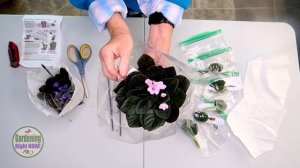 Selective Gardener Unboxing and Review | Optimara African Violet Order