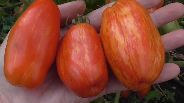 БЕЗУМНЫЙ  ТОМАТ ЭТО БОМБА смотреть онлайн