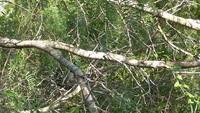 Yellow-green Vireo. Song and eventually the bird. San Benito, Texas. смотреть онлайн