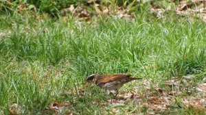 FUJIFILM FINEPIX　S1　望遠1200mmで野鳥を撮影してみた。