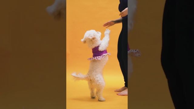 Puppy pudel смотреть онлайн