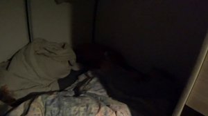 Новый год в лесу. Две ночевки в самодельном автодоме с китайской автономкой и генератором. ЧАСТЬ 2