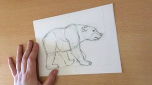 Мастер класс Как нарисовать медведя