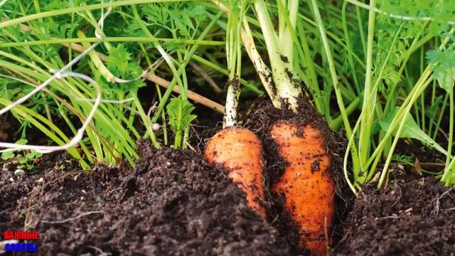 У СОСЕДА-Агронома МОРКОВЬ Всегда СЛАДКАЯ и ХРАНИТСЯ Всю ЗИМУ! ВЕСЬ СЕКРЕТ в Подкормке! смотреть онлайн