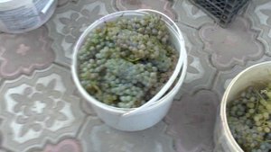 Сорта винограда: Молдова, Аркадия, Мускат цитронный, Рислинг Итальянский, Цитронный Магарача