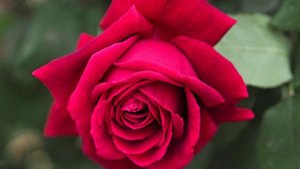 Успешная жизнь или радость бытия. О вашем понимании успешности.