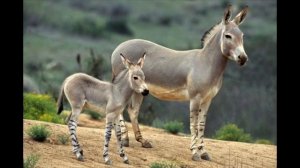 Сен-Санс ,сюита "Карнавал животных"