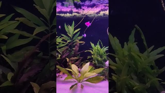 ? Тернеция GloFish ? Барбус GloFish