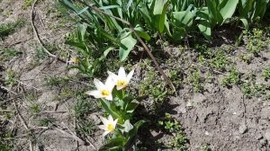 Зацвели первые нарциссы и тюльпаны