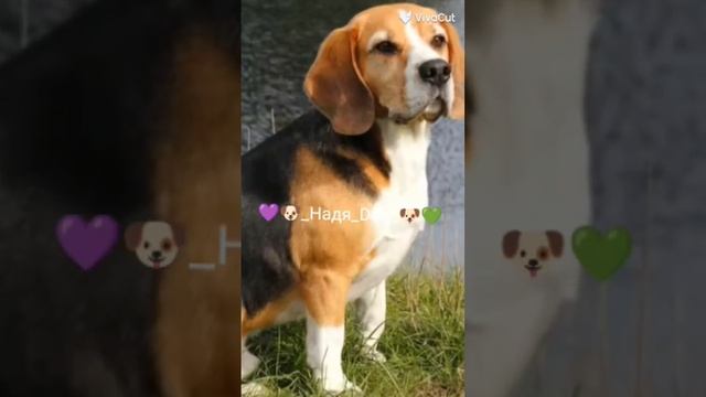 эдит Бигль ? этот Эдит сделала 2 часа назад ? смотреть онлайн