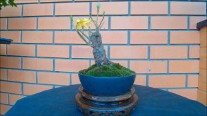 Форзиция   Forsythia 2021 год весна
