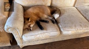 Алиса Лиса-Alice the Fox (Я Валяюсь На Диване)