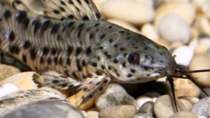 ТАРАКАТУМ. СЕКРЕТЫ СОДЕРЖАНИЯ, УХОДА И РАЗМНОЖЕНИЯ