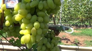 Виноград Сицилия