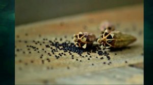 "Строение растений", Окружающий мир 3 класс ч.1, с.80-84, Планета знаний.