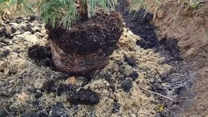 Осенняя посадка сосны горной гном.