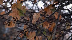 Видео тест panasonic hc x1000