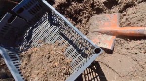 Посадка смородины на бревна.16.04.23.Сев.Каз..Ч.479.