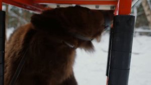 САРЫЧЕВ ПРОТИВ БУРОГО МЕДВЕДЯ / MAN VS BEAR