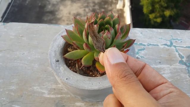 || WHERE DO SUCCULENTS GET THEIR NUTRIENTS FROM IN NATURE || смотреть онлайн