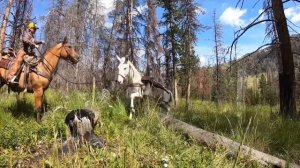 The Best of 2019: Bucking Mules, Wild Cattle and Fast Horses