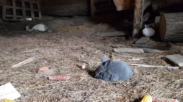 МИШКИ НА ХУТОРЕ. смотреть онлайн