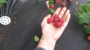Летние сорта малины Глен Файн, Дам Дюлак и Жанна Орлеанская в 20 году