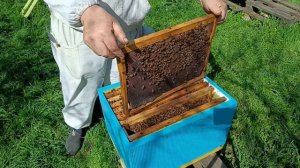 Осмотр пчелосемей, оценка количества расплода и пчел, через месяц после выпуска пчеломаток